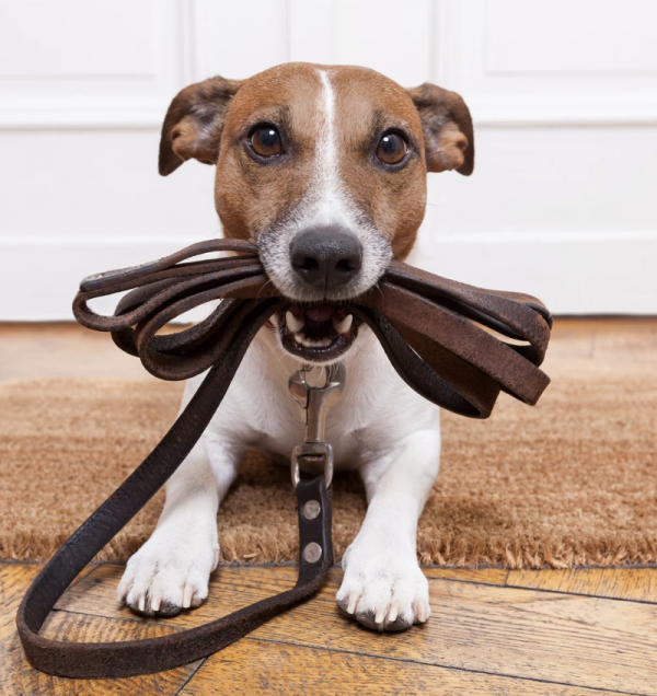 Curso paseador de perros profesional